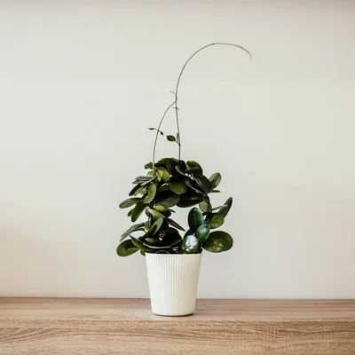 Planta pequeña en maceta de cerámica sobre una mesa