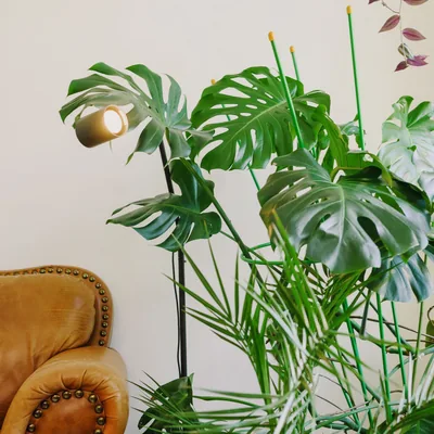 Planta alta en maceta grande junto a un sillón