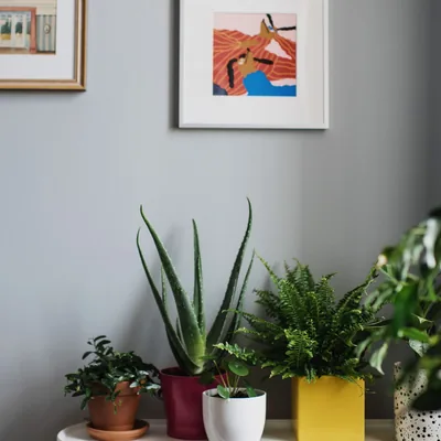 Planta mediana en maceta sobre una repisa